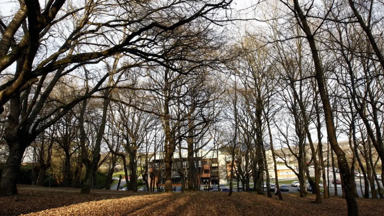 Carballeria de Fingoi. OLGA NOVO