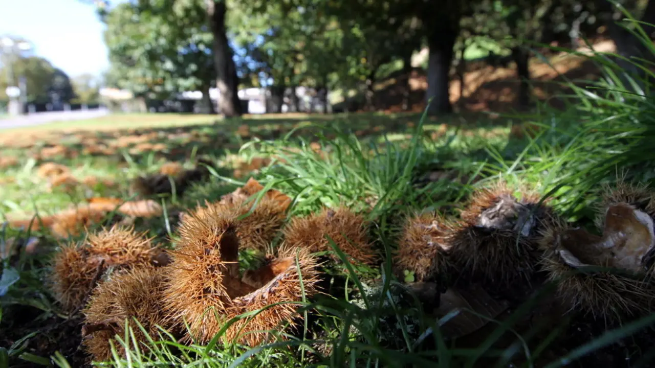 Varios castaños. SEBAS SENANDE