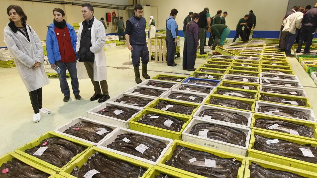 Pescado para subastar en una lonja. AEP