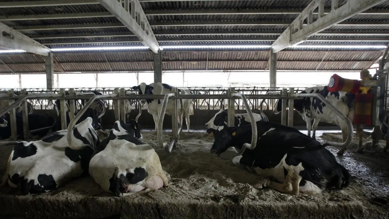 Vista del interior de una granja de vacas.AEP