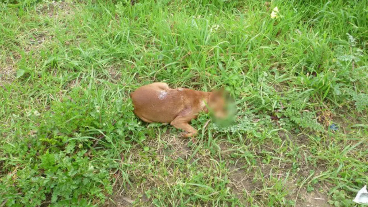 O can atacado por outros dous en Rianxo. POLICÍA LOCAL