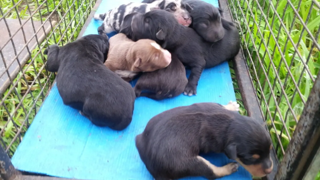 Cachorros rescatados en Beade. DP