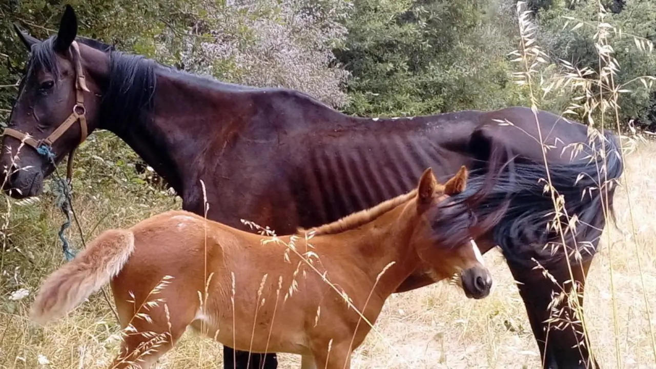 Una yegua y su potro con aspecto desnutrido. AEP