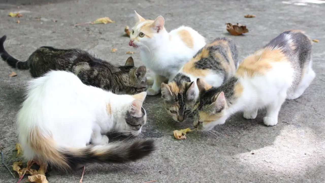 Gatos Callejeros. AEP