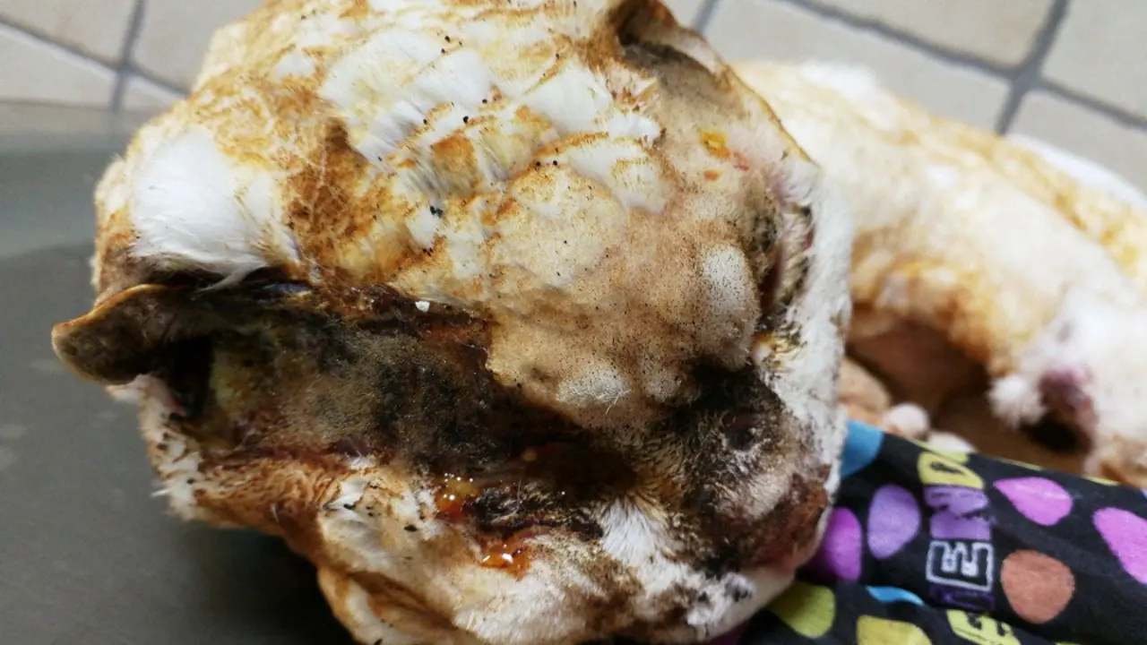 Una de las imágenes del gato tras el lamentable suceso. BAI SENPULGAS