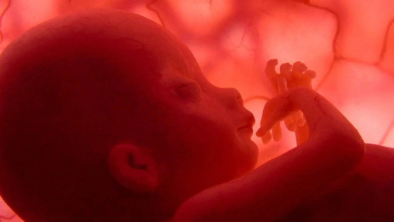 Feto Humano. NATIONAL GEOGRAPHIC CHANNEL (EFE)