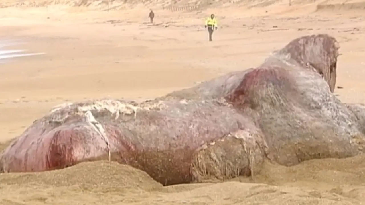 Cachalote na Lanzada. TVG