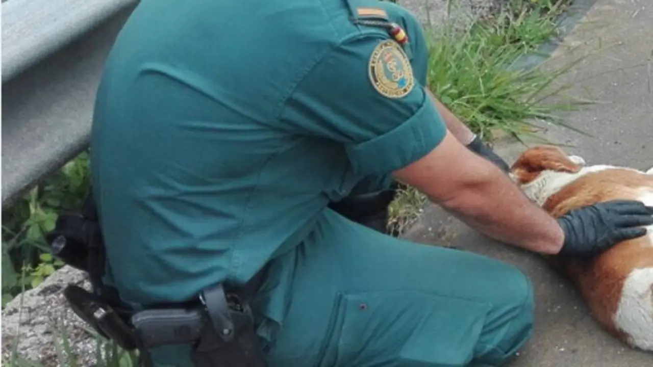 Un miembro del Seprona atiende a un perro herido. ARCHIVO