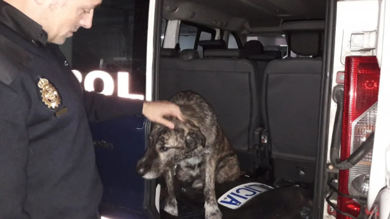 Perra rescatada en Vigo. POLICÍA NACIONAL