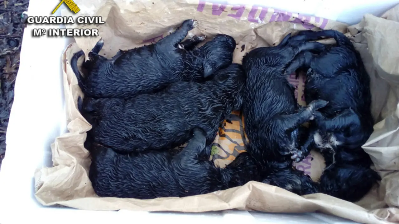 Los cachorros abandonados en Pazos de Borbén. DP