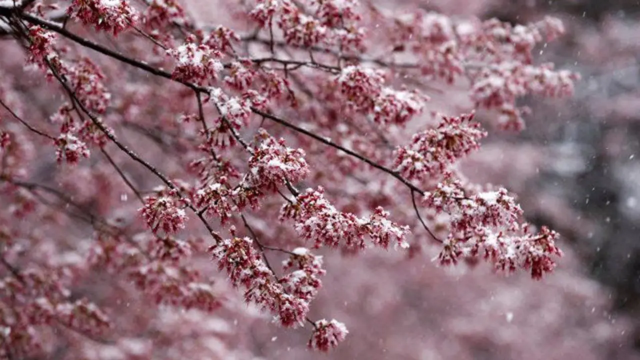 Helada sobre un almendro en flor. EFE
