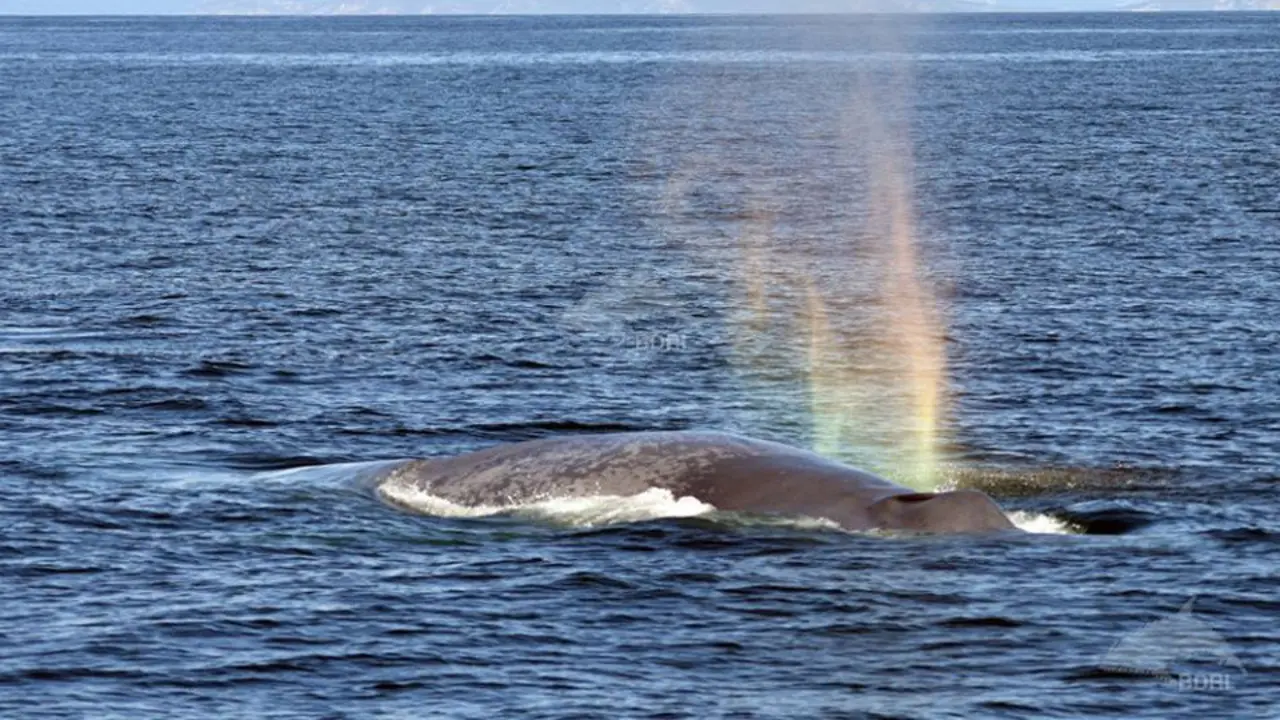 Ballena azul avistada frente a la costa gallega. EP