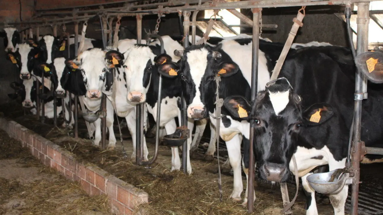 Unha explotación gandeira en Pol. MARTA MANCEBO