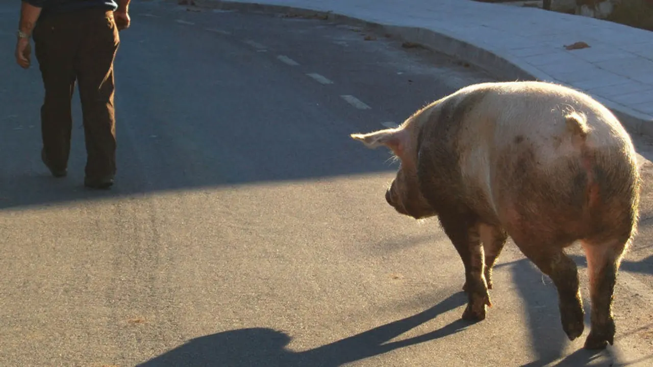 Quinín. MARTI PROS (AGN)