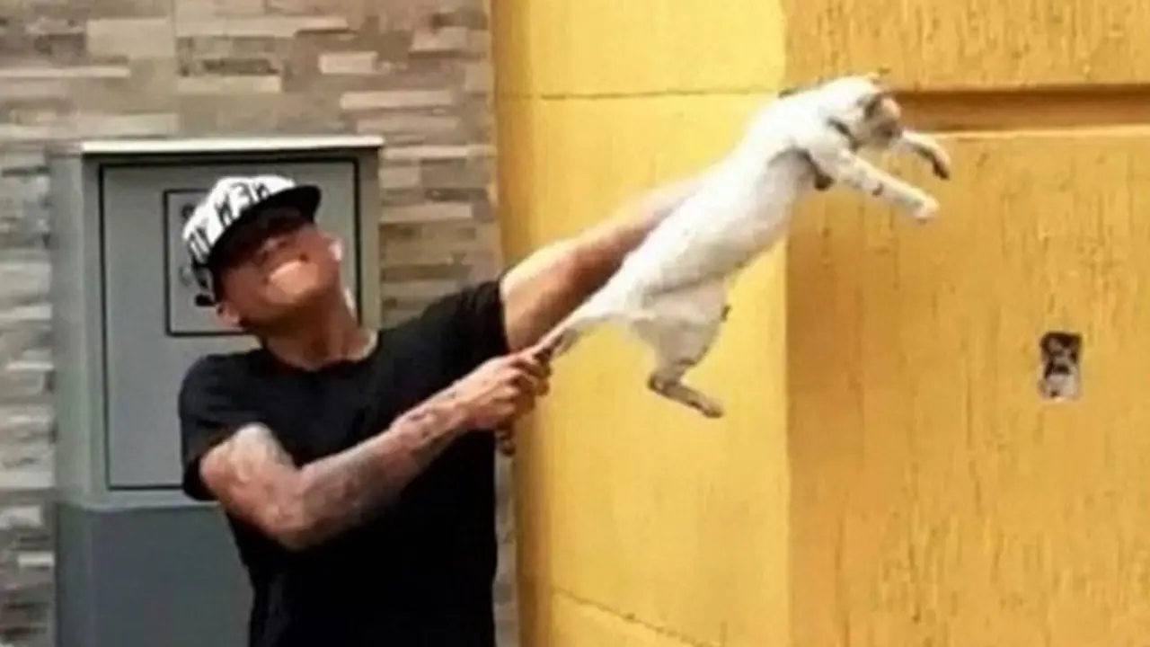 Unha das imaxes nas que aparece un dos xogadores maltratando ao gato. ASODEPA (INSTAGRAM)