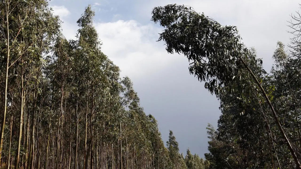 Varios eucaliptos. EP