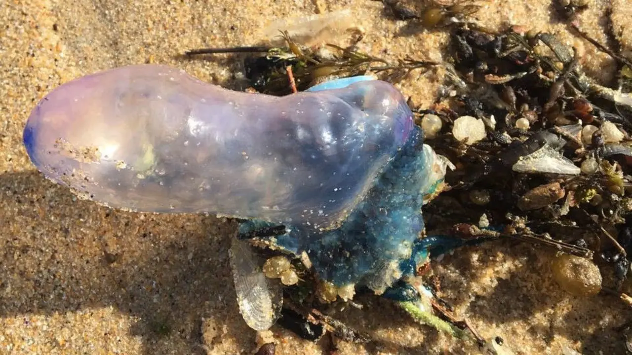 Una de las carabelas que llegaron a las playas de Sanxenxo. LAURA GARCÍA