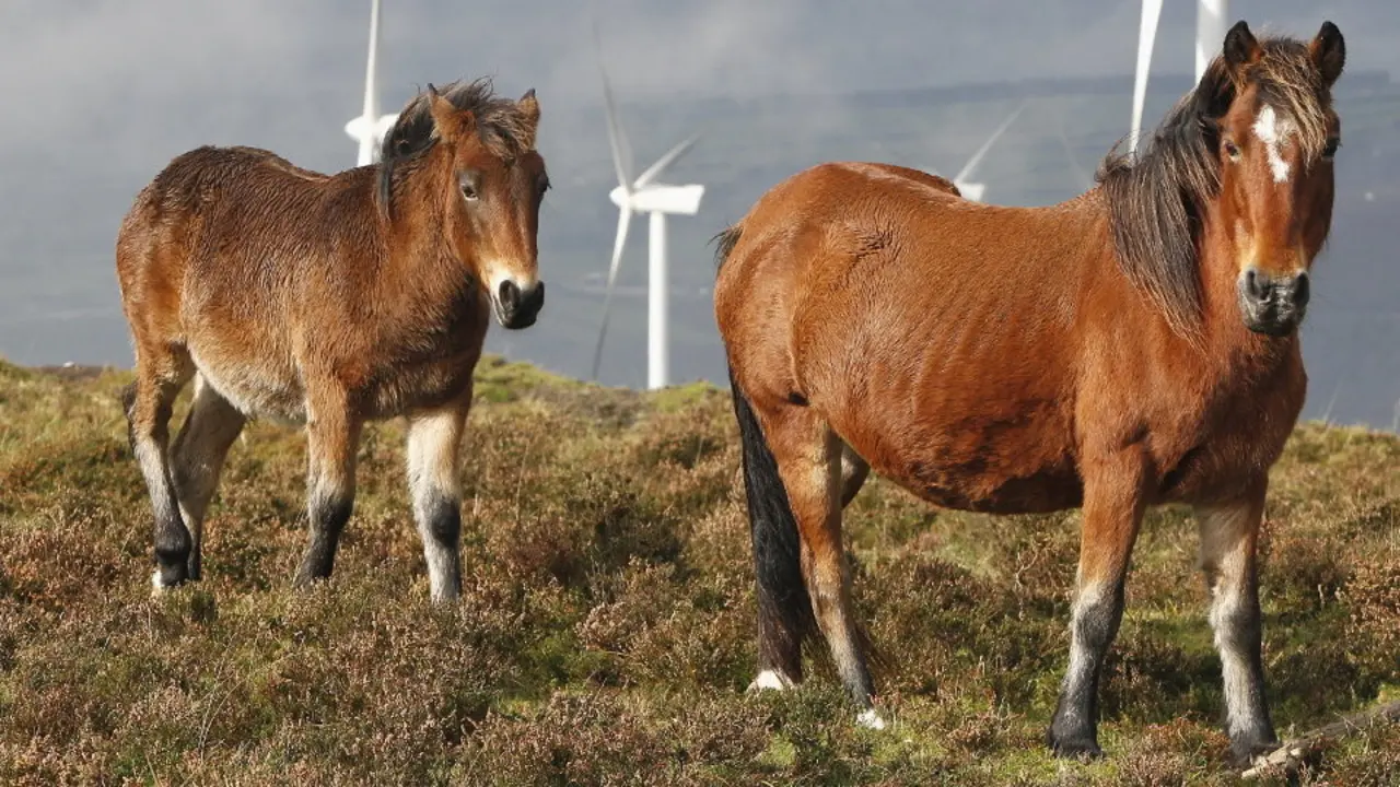 Caballos de monte. EP
