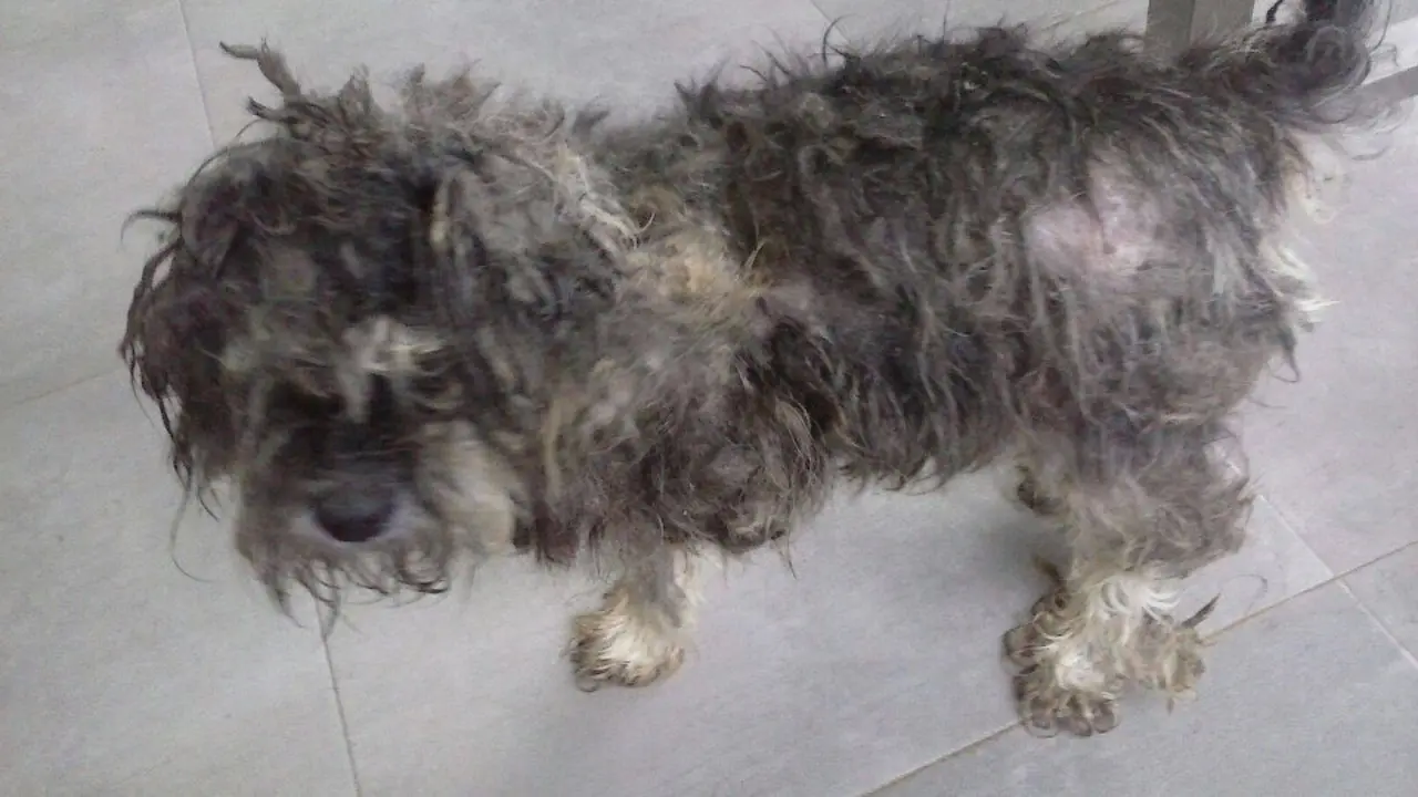 Perro rescatado en Vigo. DP