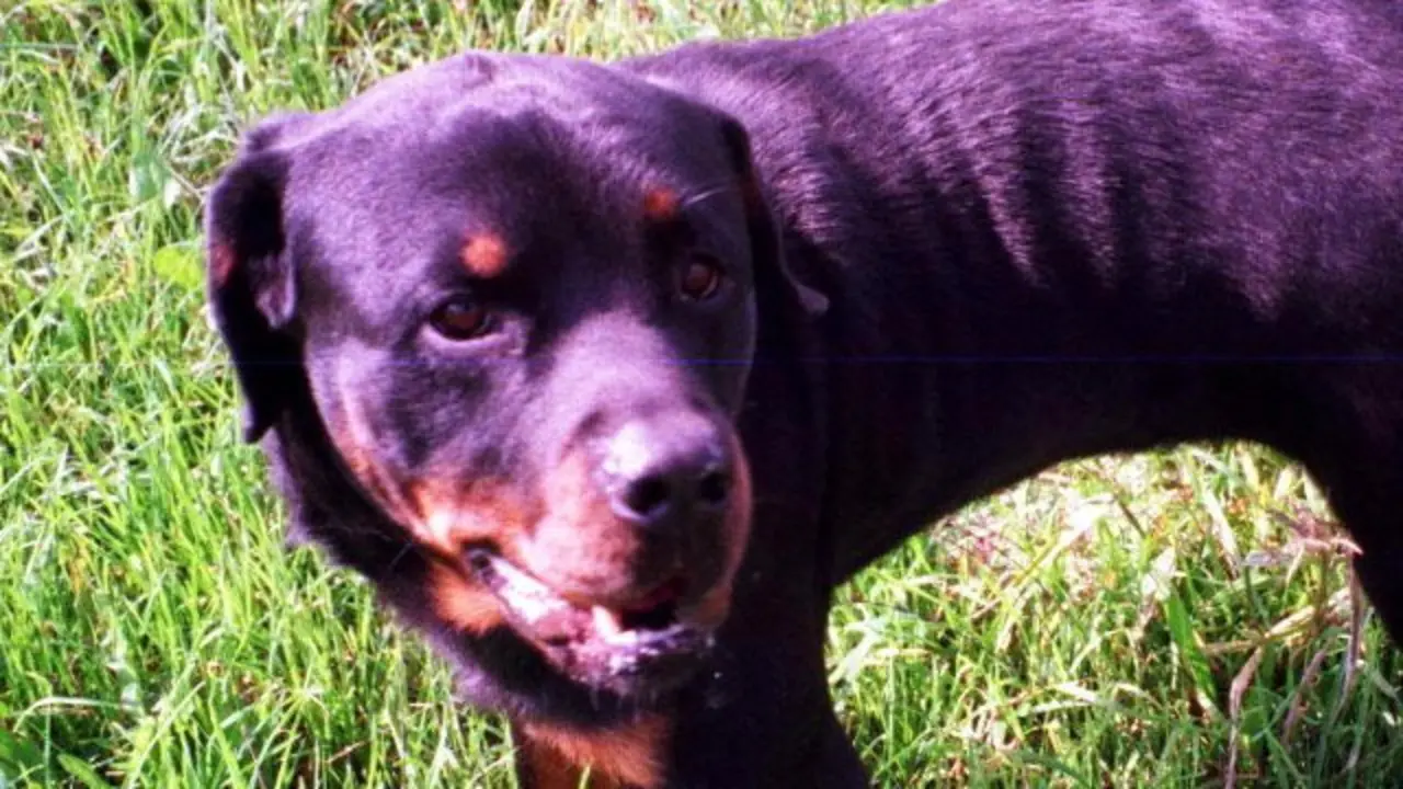 Un perro de raza rottweiler. ARCHIVO