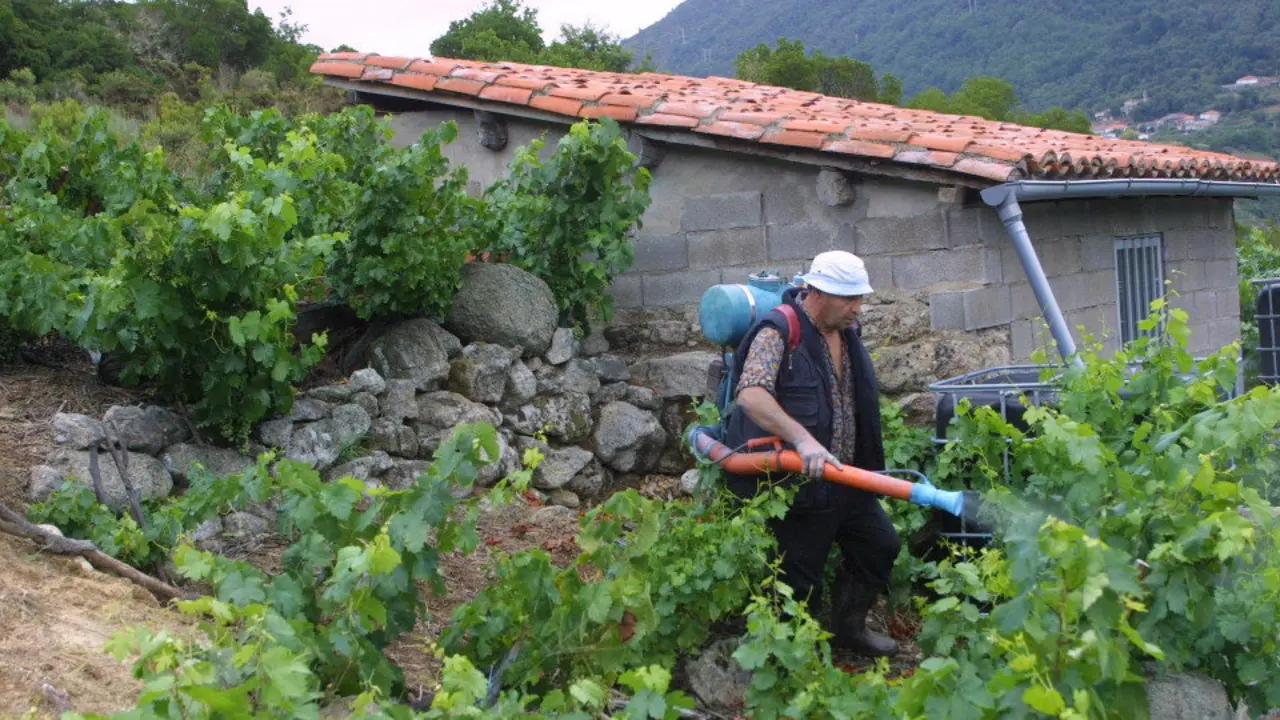 Uso de sulfatos nuns viñedos da Ribeira Sacra. TOÑO PARGA