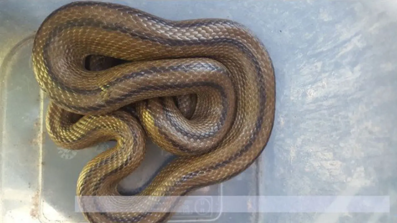 Serpiente hallada en Vigo. DP