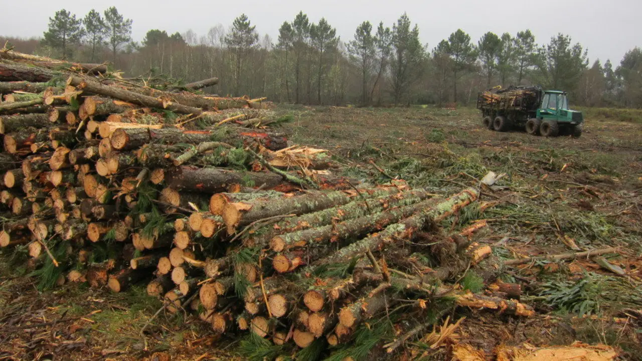 Talla forestal en Vilalba. AEP