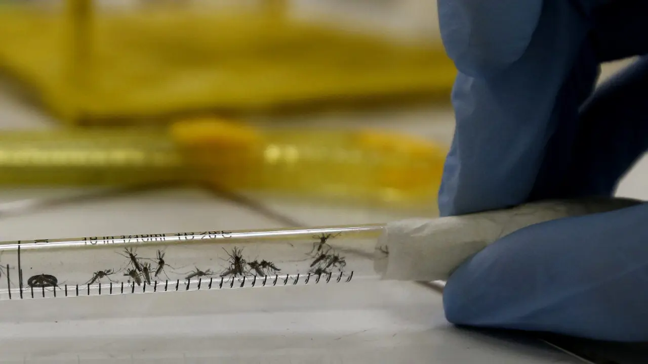 Mosquitos en estudo para previr o zika. EP