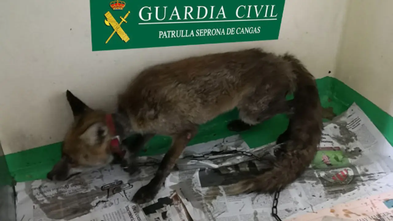 El zorro retenido en cautividad por un vecino de Cangas. DP