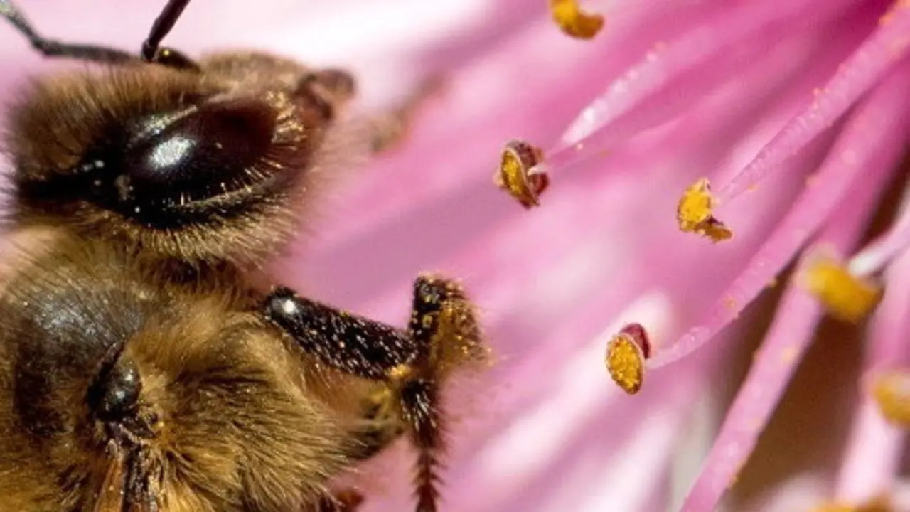 Unha abella liba o néctar dunha flor. AEP