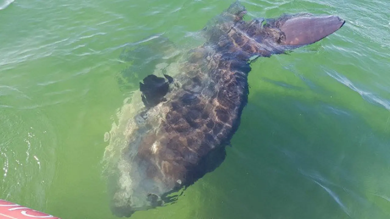 El pez luna rescatado en Boiro. PROTECCION CIVIL BOIRO