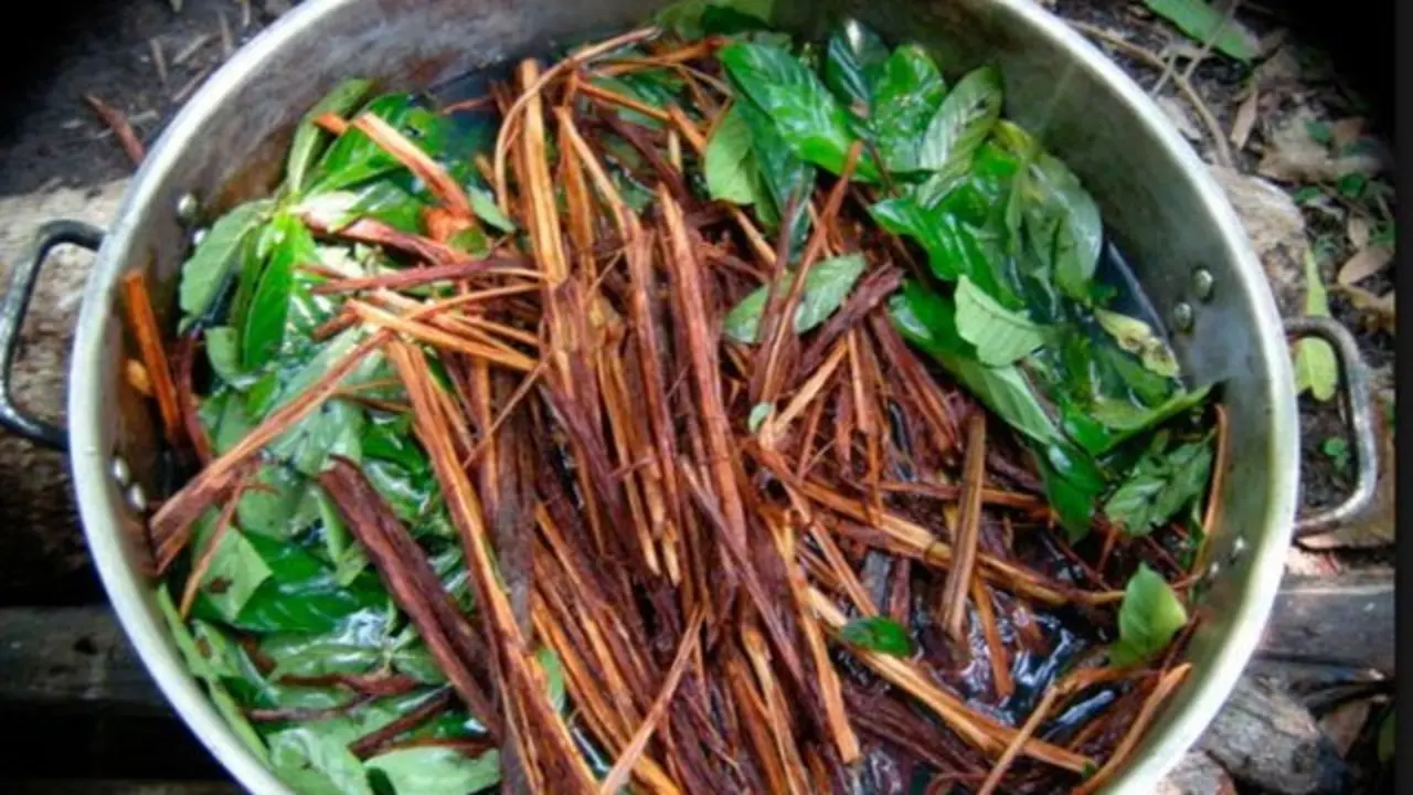 Ayahuasca.TWITTER