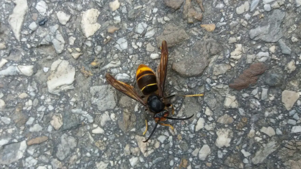 Avispa. AMA (non é velutina)