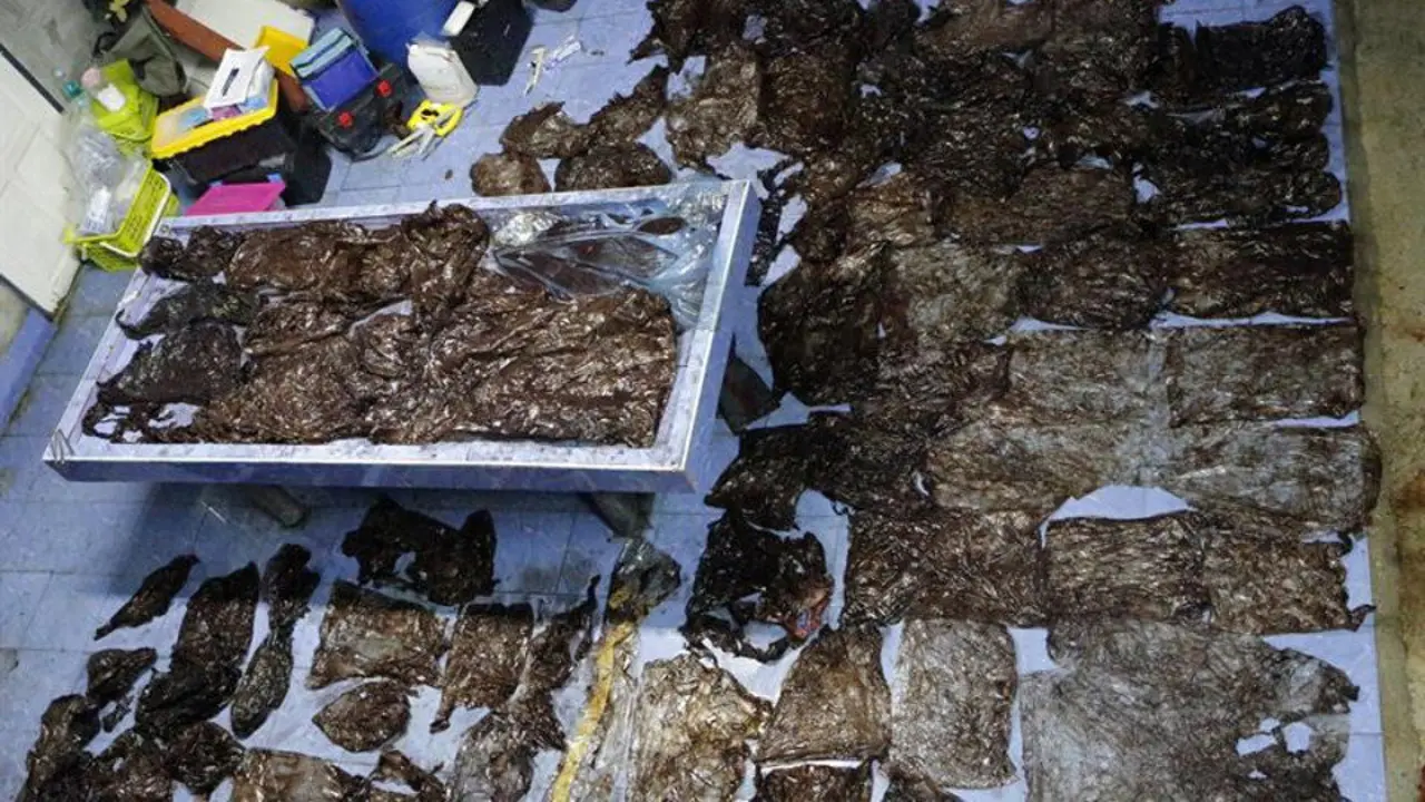 Bolsas de plástico encontradas en una ballena en Tailandia. EFE