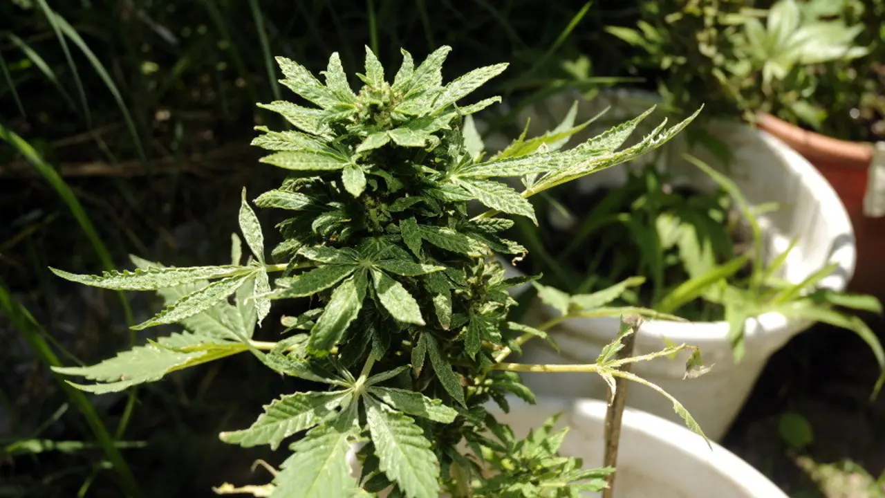 Una planta de marihuana. EFE