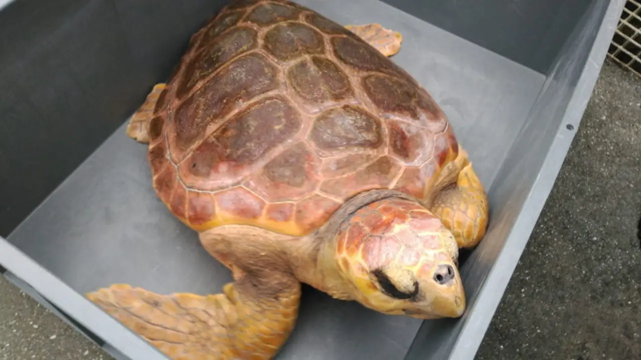 La tortuga Antares. EP