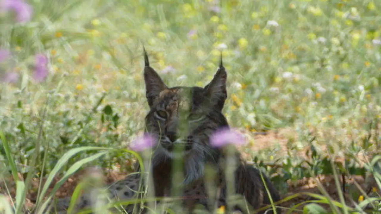 Imatge-iberic-detectat-larea-metropolitana_2025407668_54230641_651x366