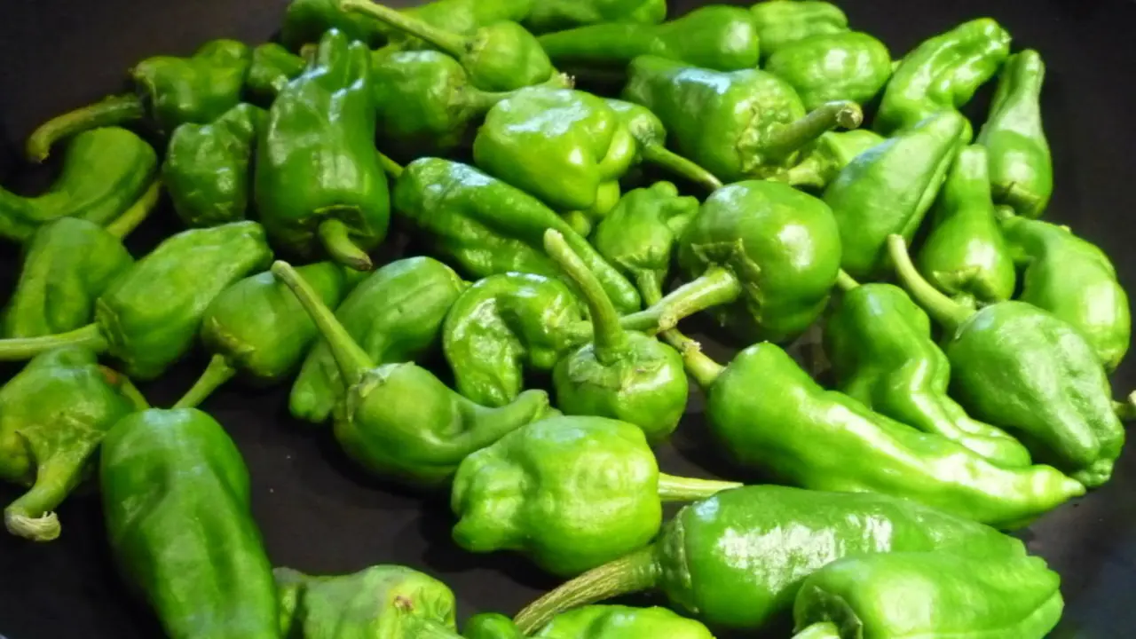 Pimientos de Padrón. EP