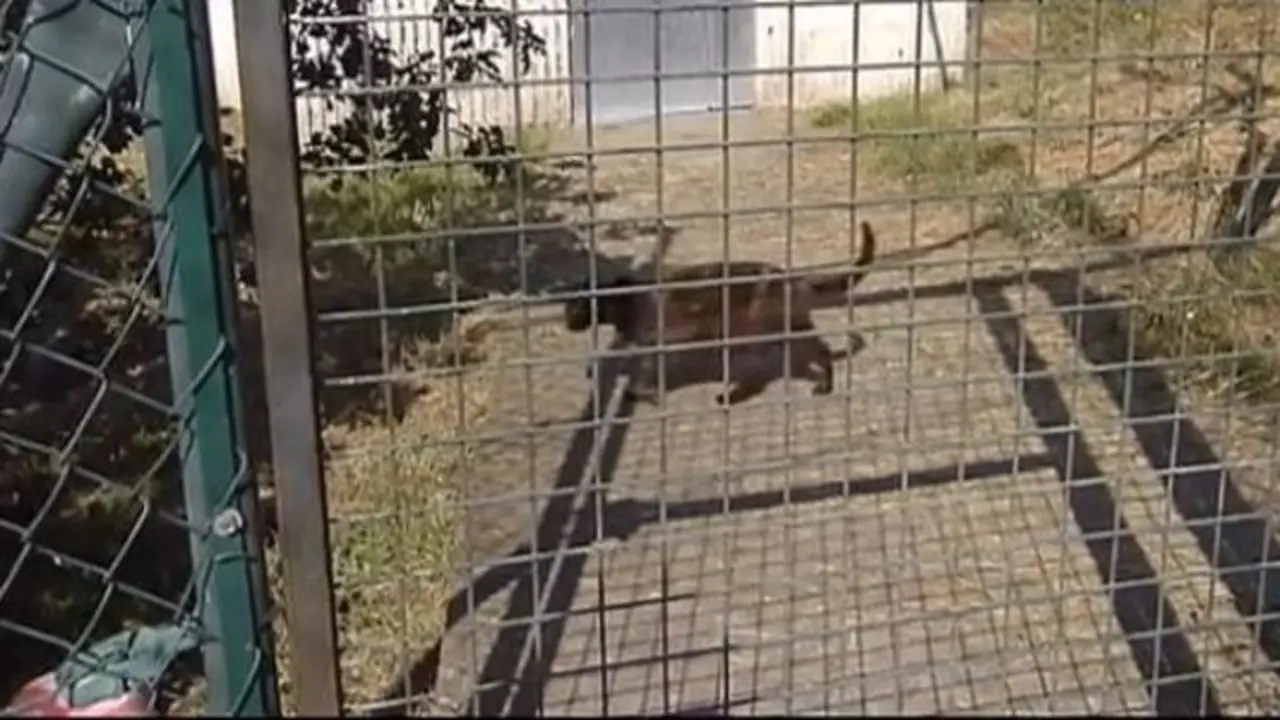 Un gato na protectora de Coirós. TVG