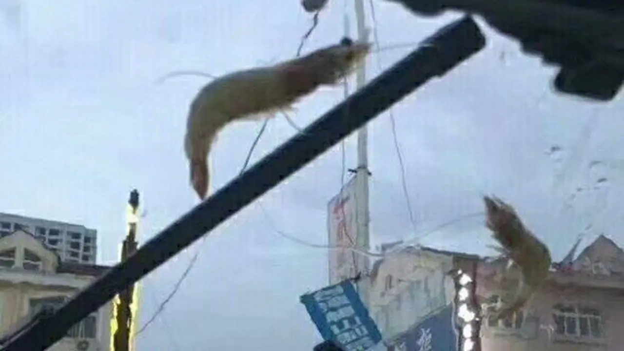 Varios langostinos en el parabrisas de un coche. TWITTER