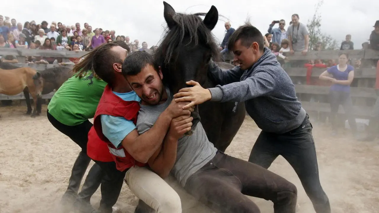 Rapa das Bestas en Friol. AEP