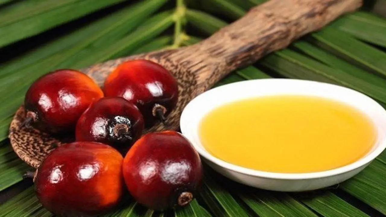 Aceite de palma. ARCHIVO