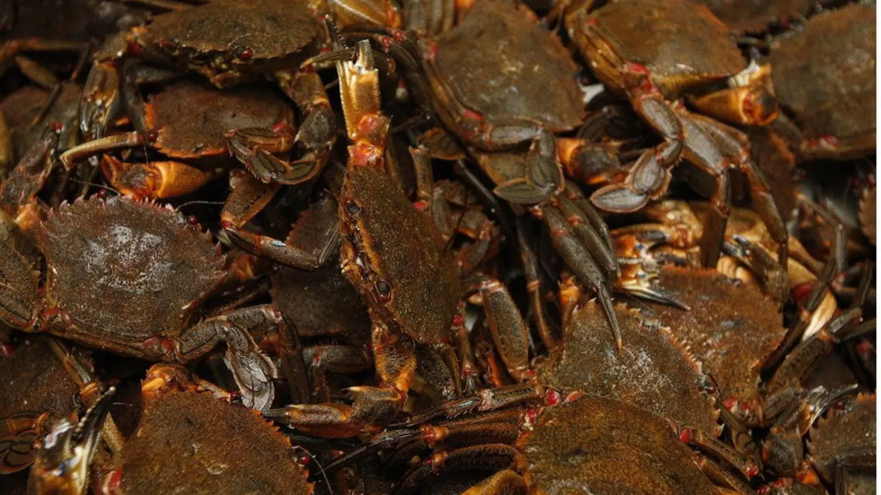 La nécora estrena un plan experimental para la gestión de la especie. AEP