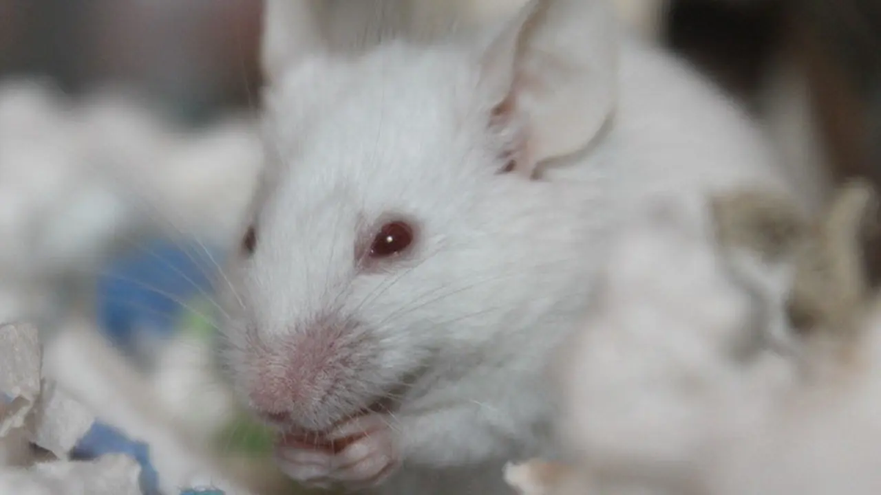 Ratón