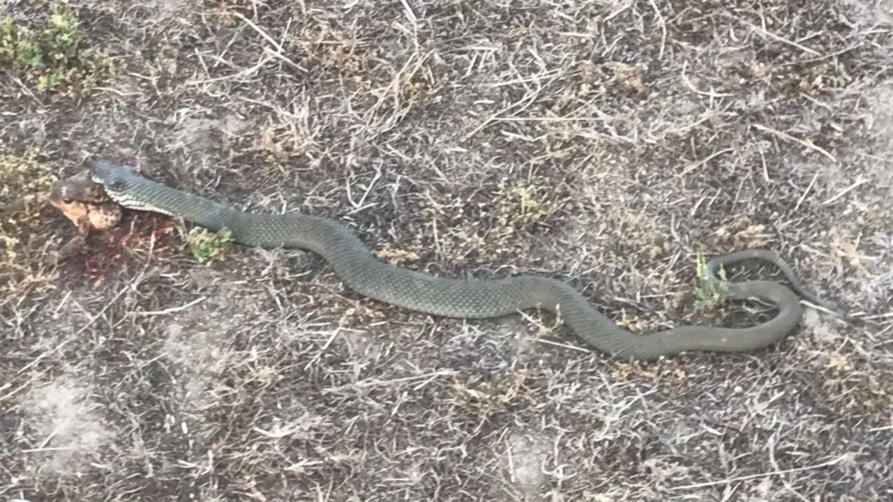 Culebra bastarda. AEP