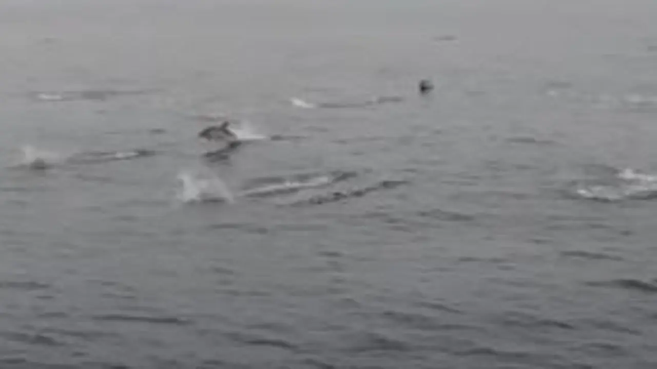 Delfines cerca de las Cíes. DP