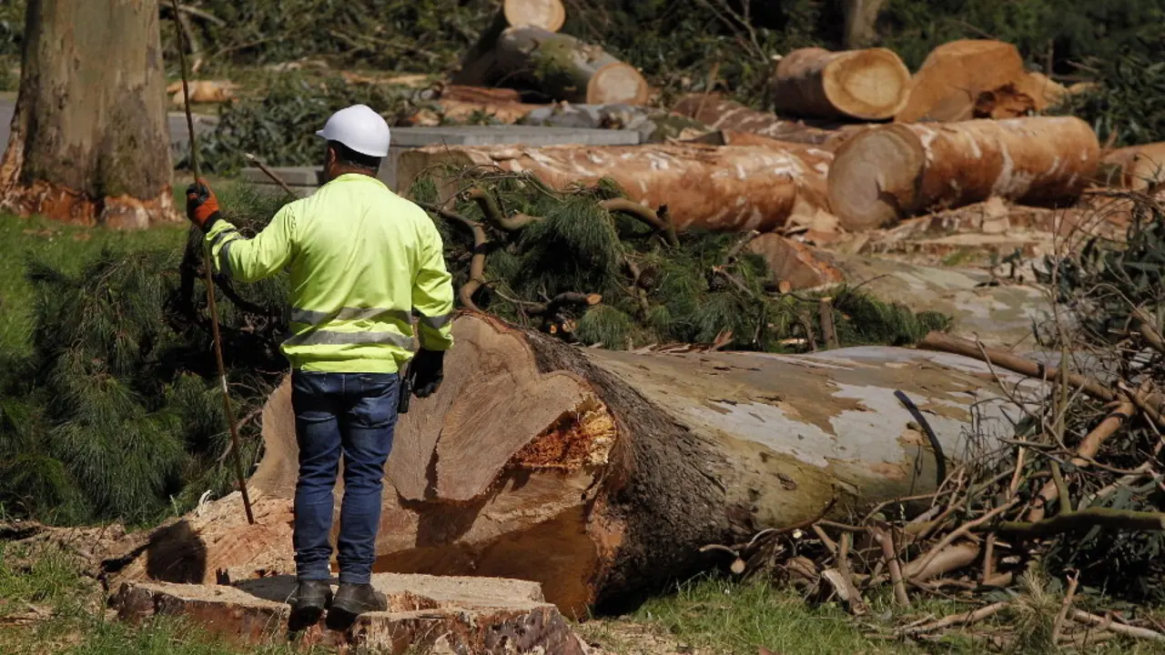Tala de árboles en un monte lucense. JOSÉ Mª ÁLVEZ (AEP)