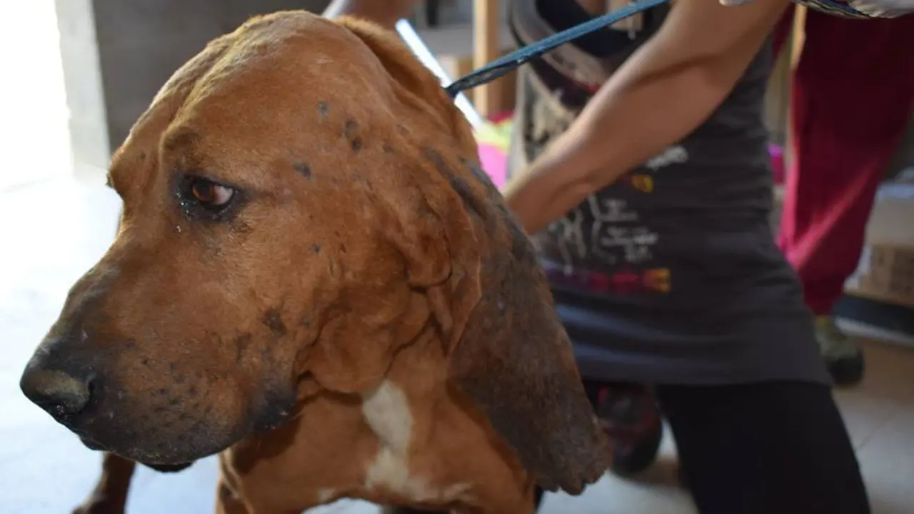 Uno de los 39 perros que el cazador tenía en pésimas condiciones. FUNDACIÓ DAINA