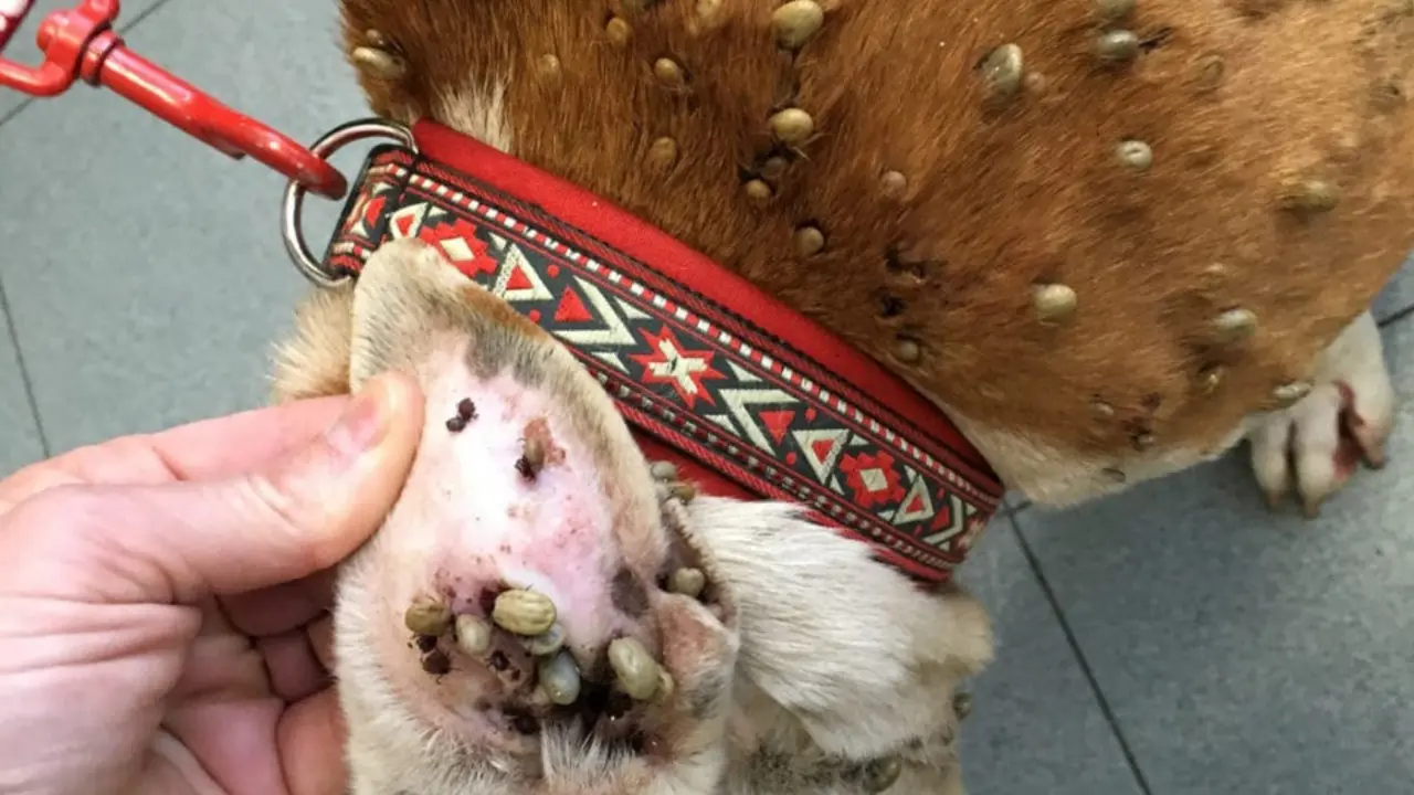 El animal, con cientos de garrapatas por todo el cuerpo. POLICÍA LOCAL DE POIO