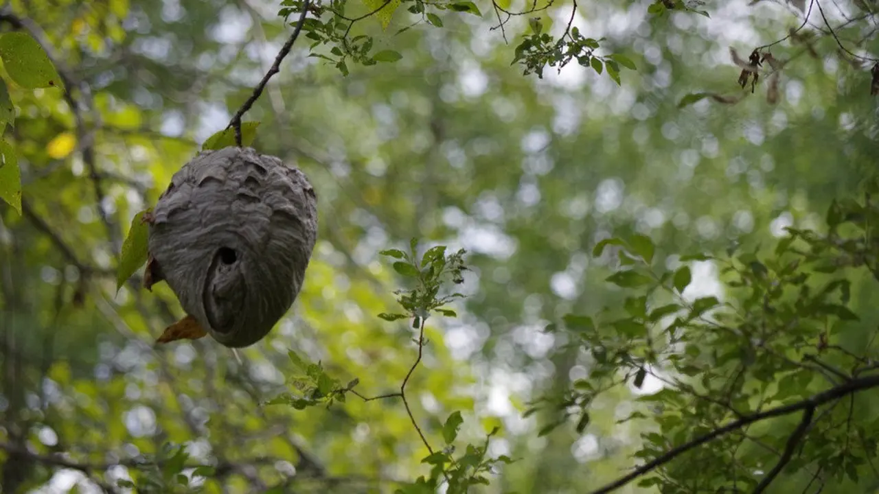 Un nido de avispas